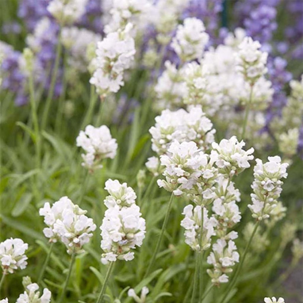 Lavandula angustifolia Arctic Snow - Lavanda vera