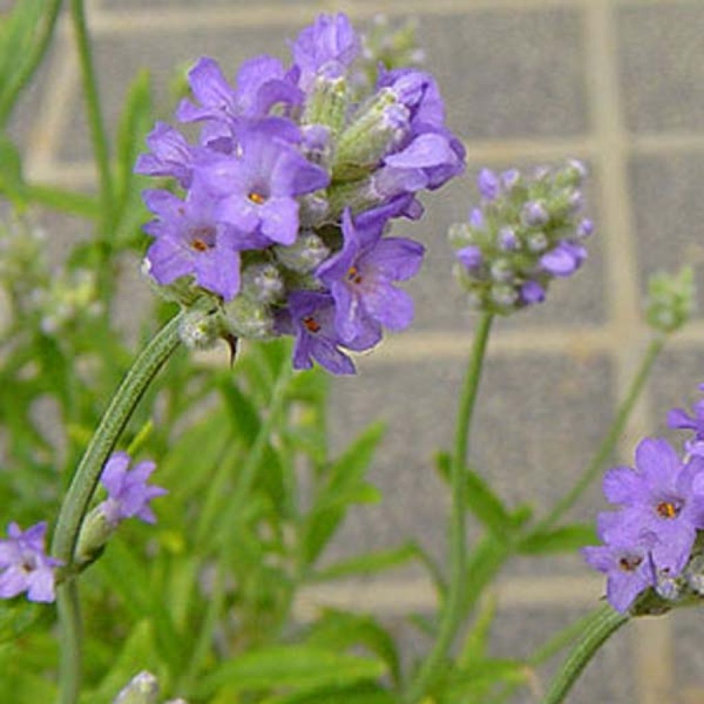 Lavande angustifolia Munstead Godet 9cm