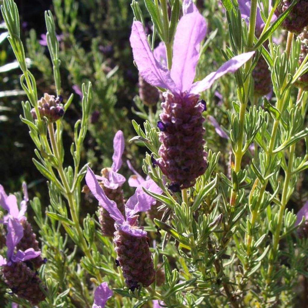 Lavandula stoechas (semi) - Lavanda selvatica