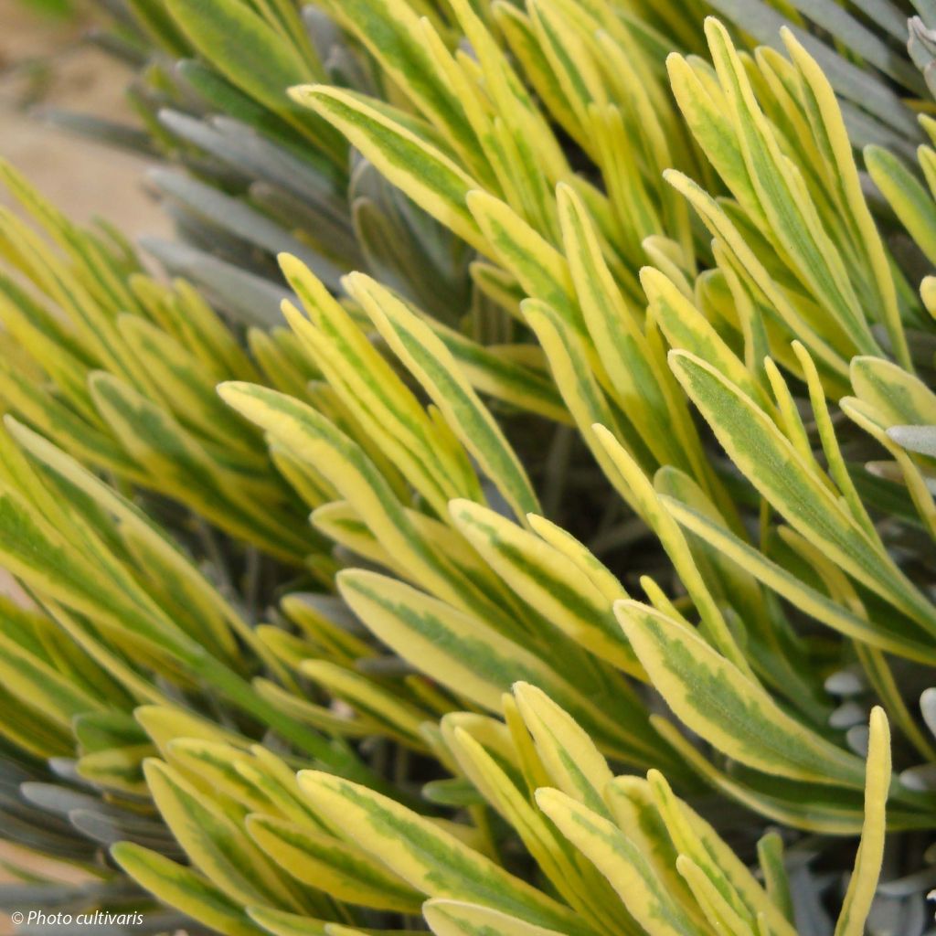 Lavandula intermedia Platinum Blonde - Lavandino