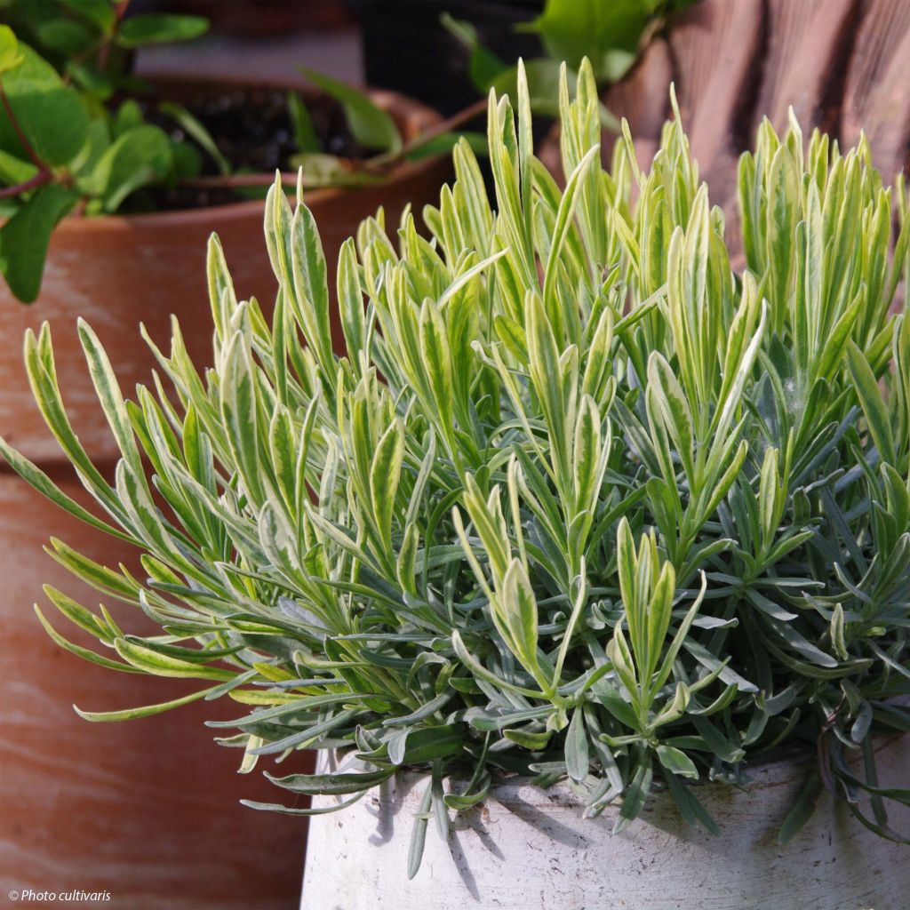 Lavandula intermedia Platinum Blonde - Lavandino