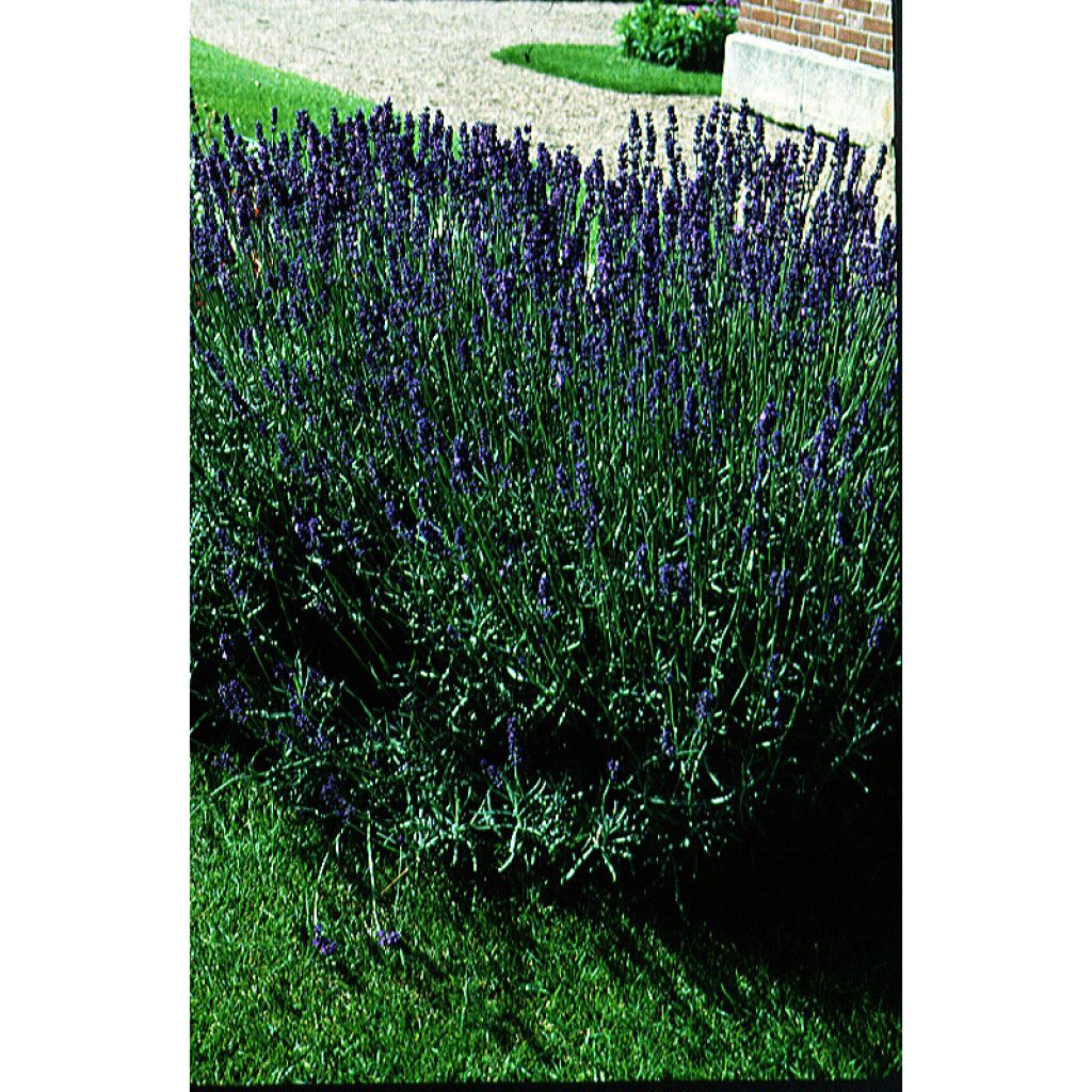 Lavandula vera - angustifolia Bio - Lavanda