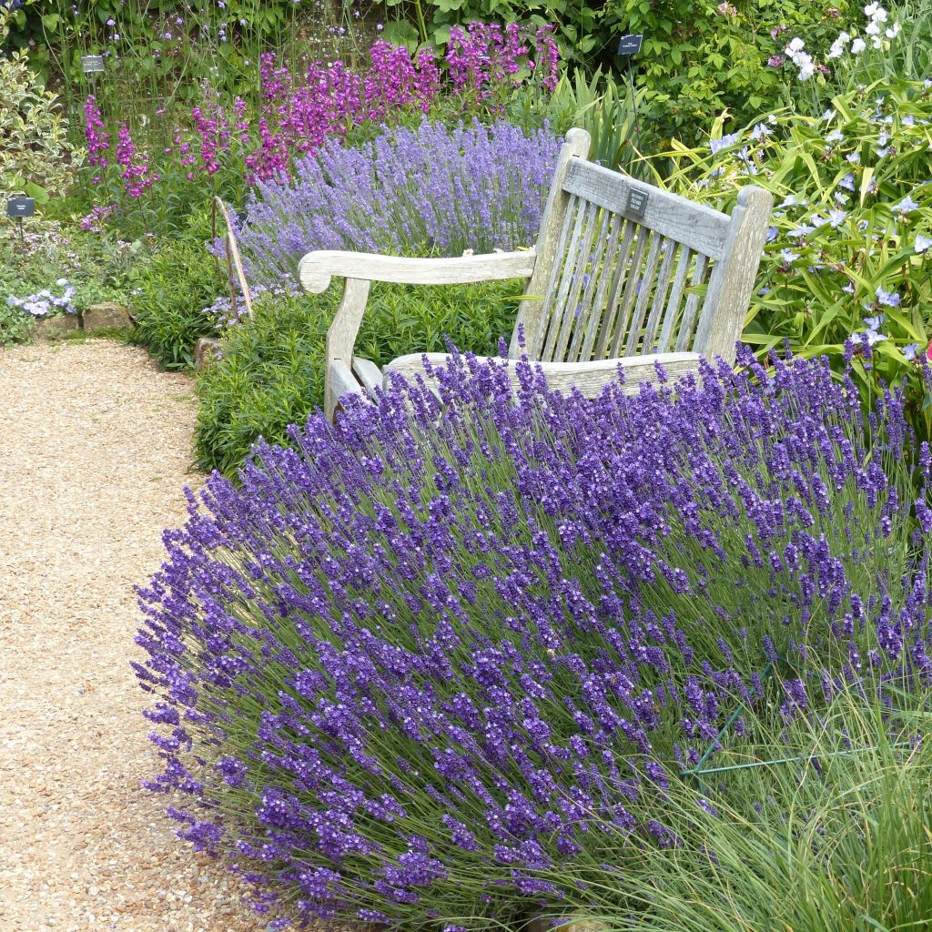 Lavandula angustifolia Hidcote - Lavanda vera