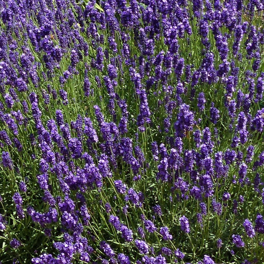 Lavandula angustifolia Hidcote - Lavanda vera