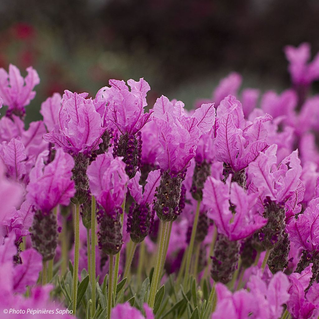 Lavandula stoechas The Princess - Lavanda selvatica