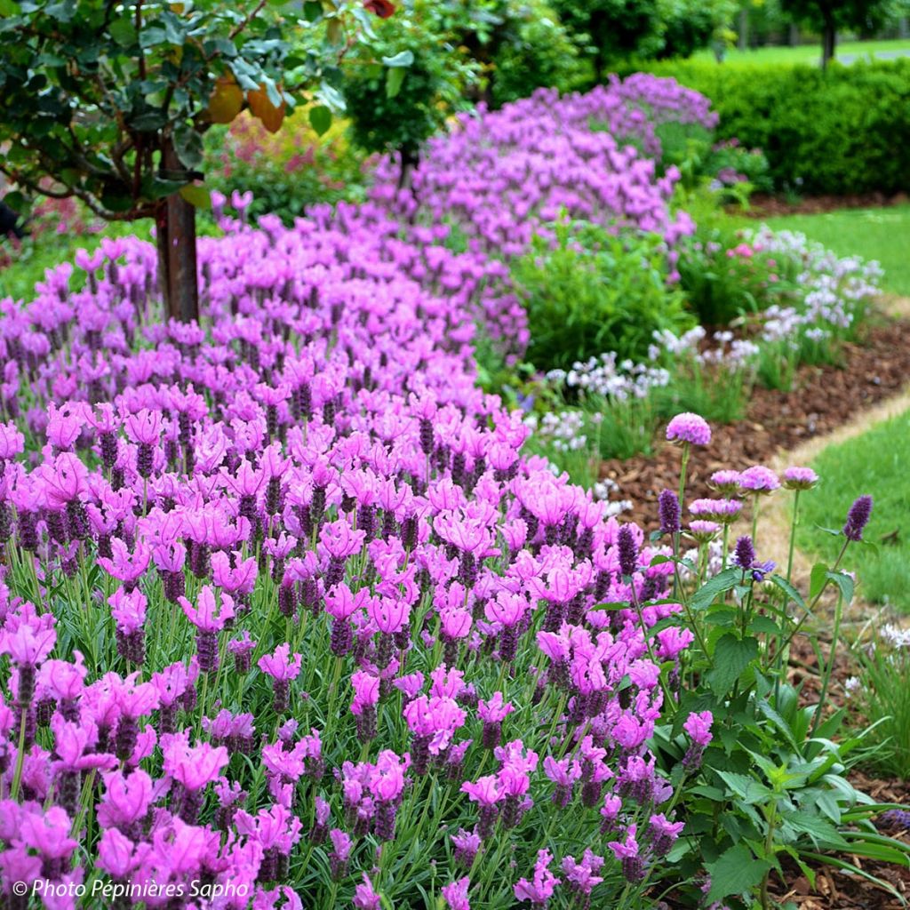 Lavandula stoechas The Princess - Lavanda selvatica