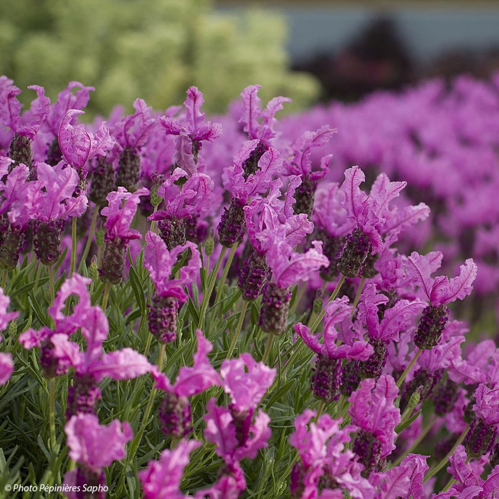 Lavandula stoechas The Princess - Lavanda selvatica