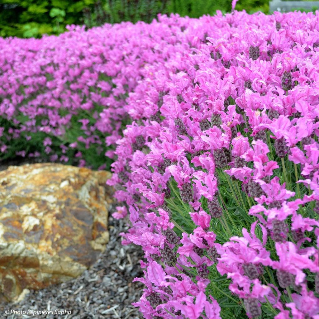 Lavandula stoechas The Princess - Lavanda selvatica