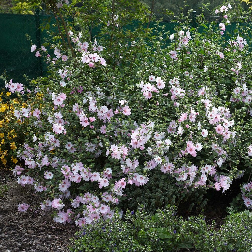 Lavatera Barnsley Baby