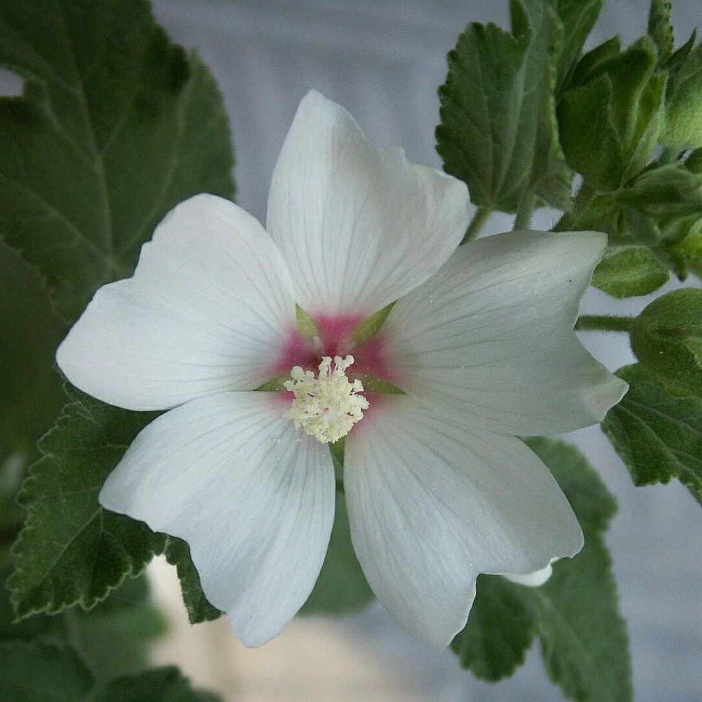 Lavatera Barnsley Baby