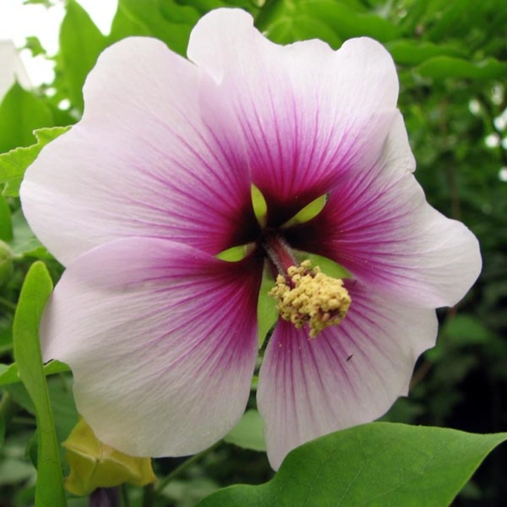 Lavatère maritime - Lavatera maritima Bicolor