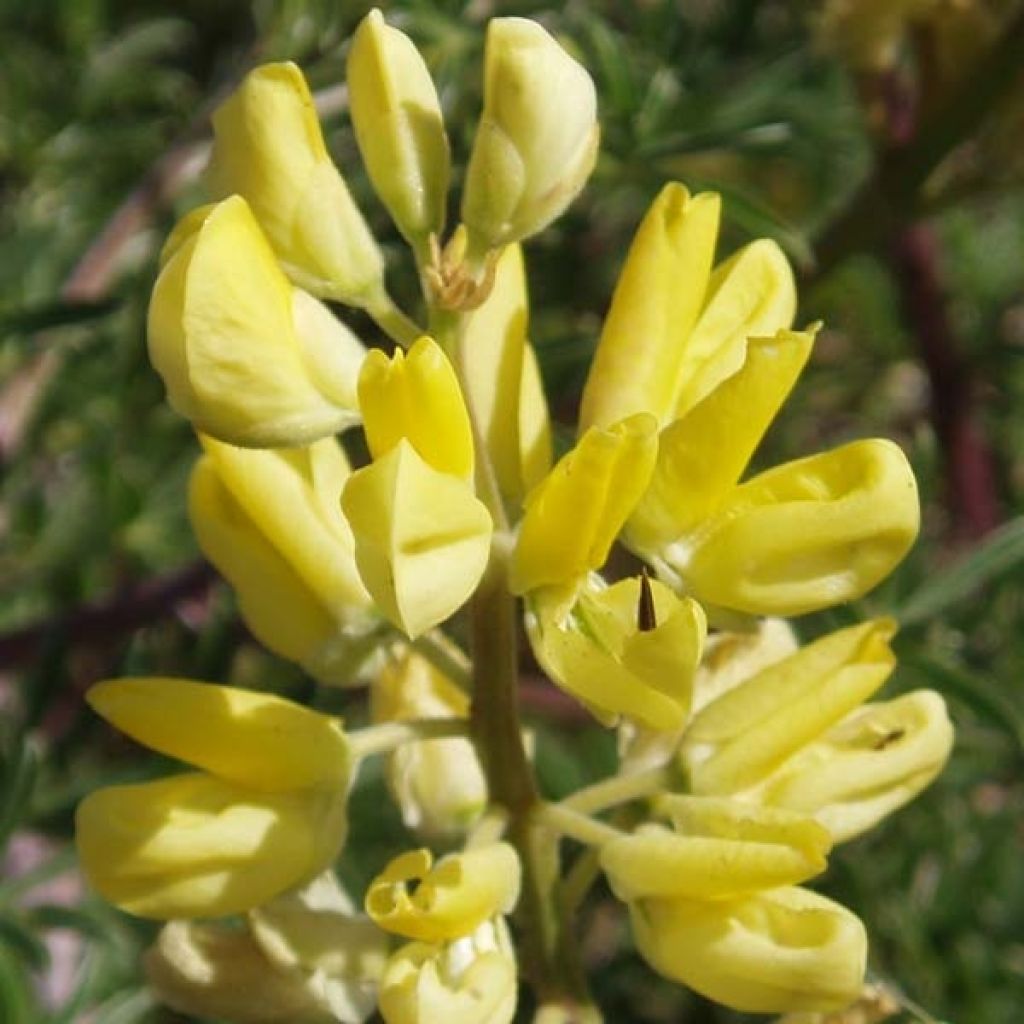 Lupin arboreus