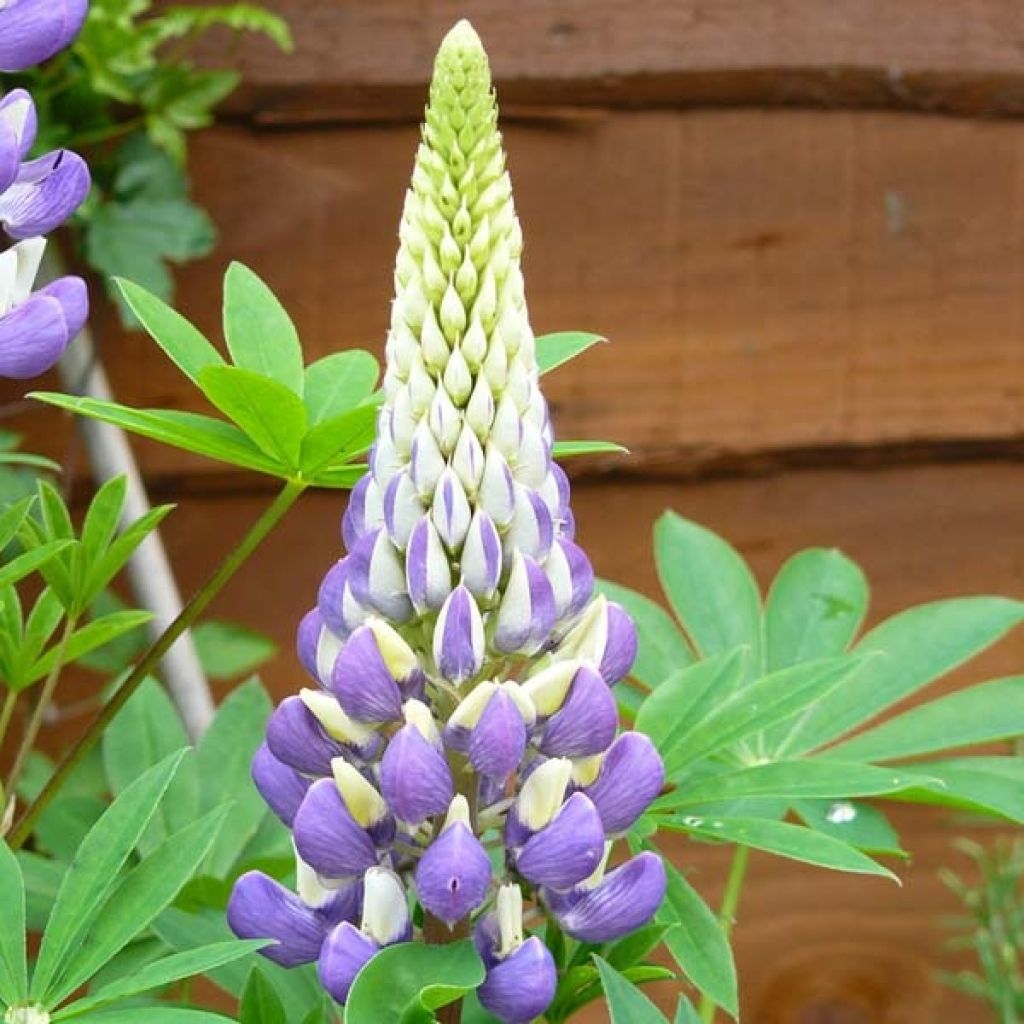 Lupinus The Governor - Lupino