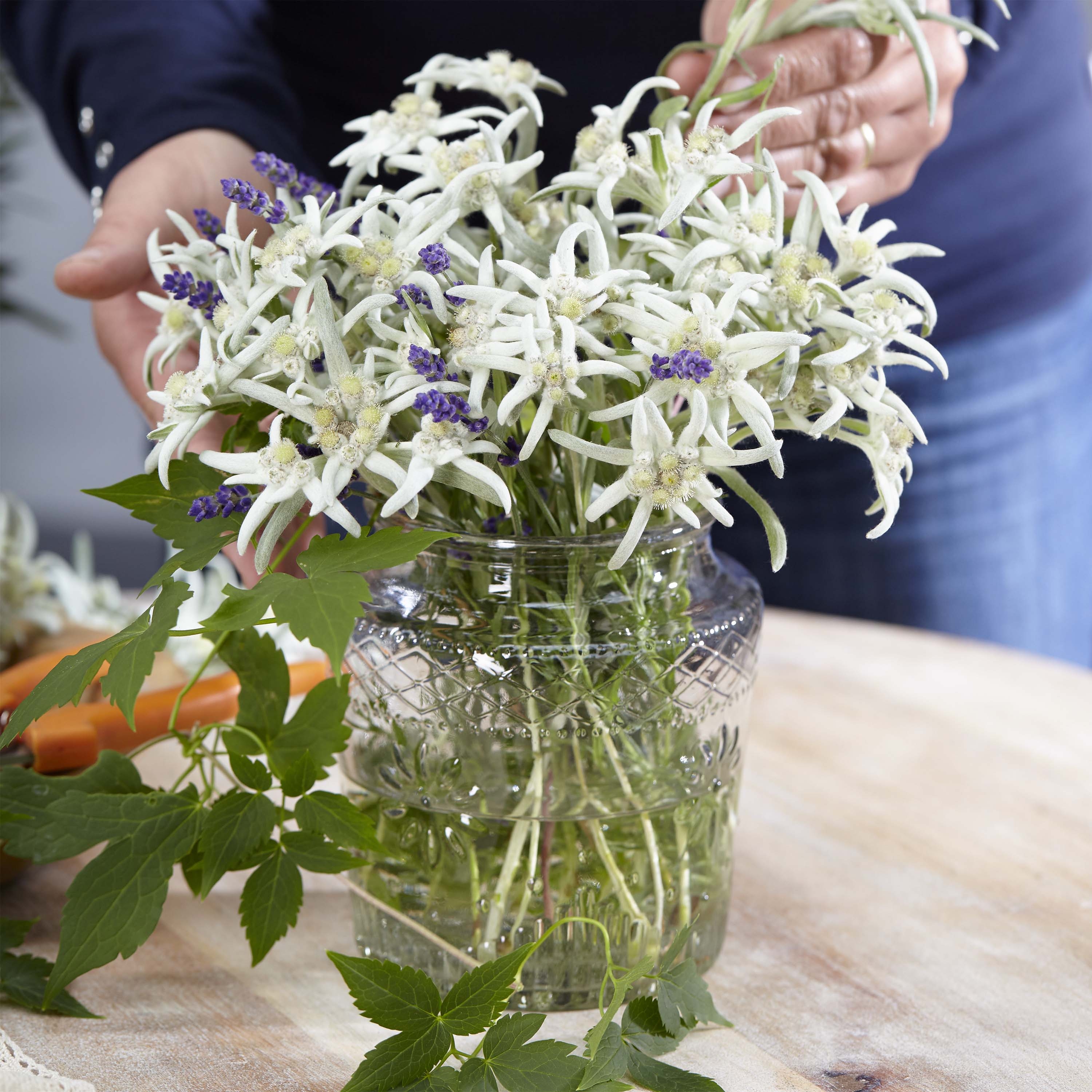 Leontopodium alpinum Blossom of Snow - Stella alpina