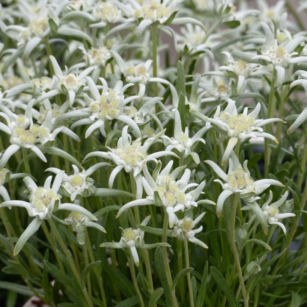 Leontopodium alpinum Blossom of Snow - Stella alpina