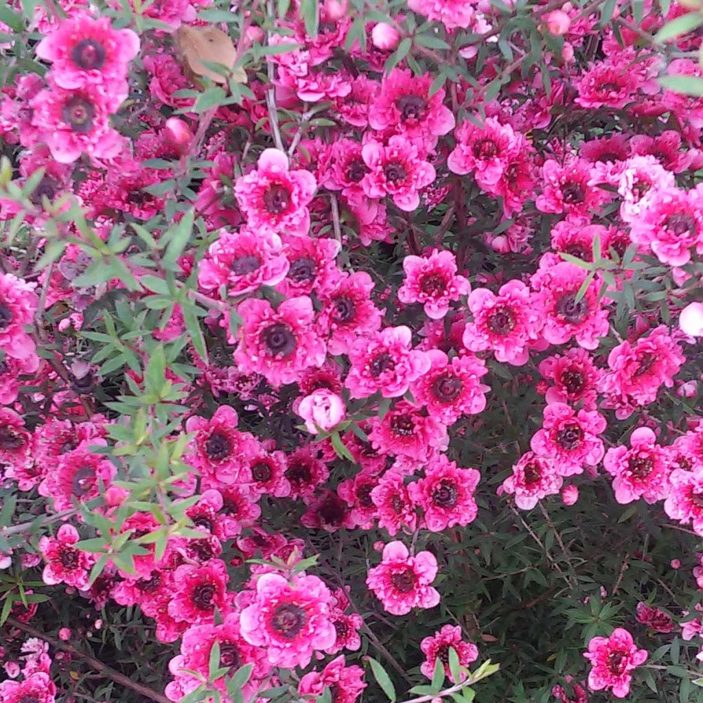 Leptospermum scoparium Wiri Kerry - Manuka