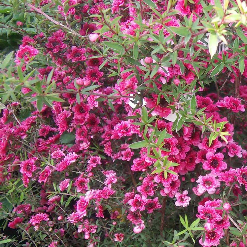 Leptospermum scoparium Wiri Kerry - Manuka