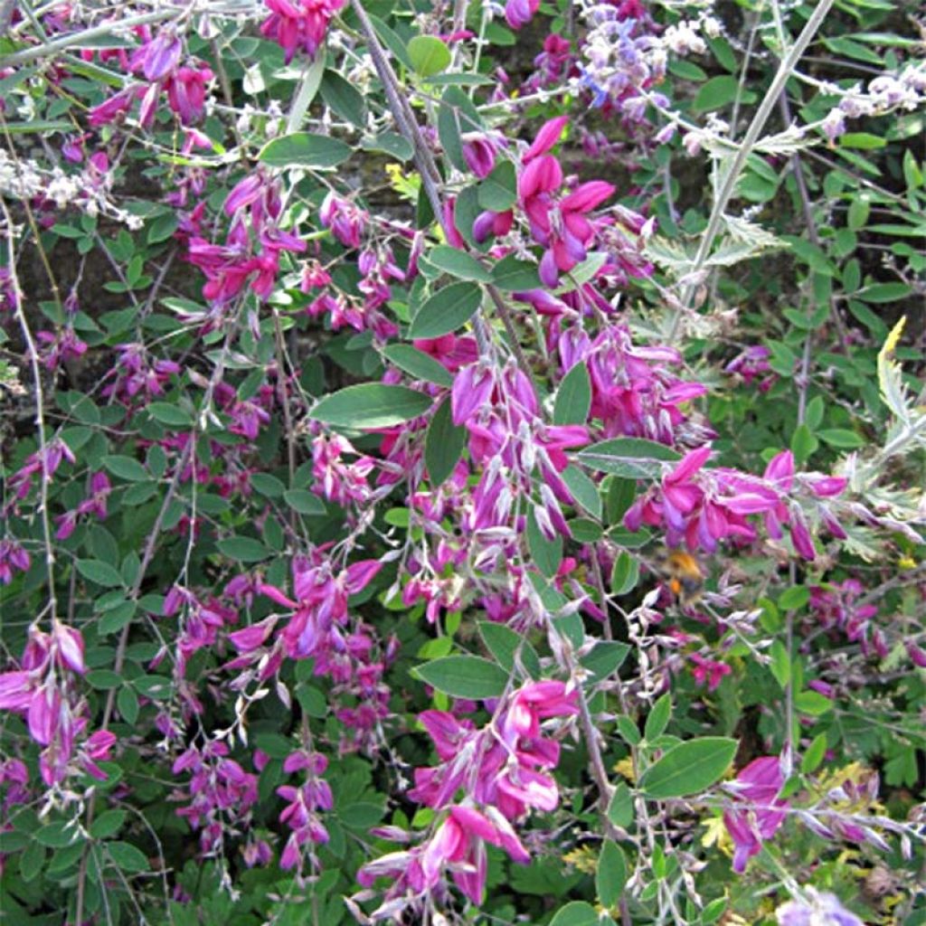 Lespedeza thunbergii