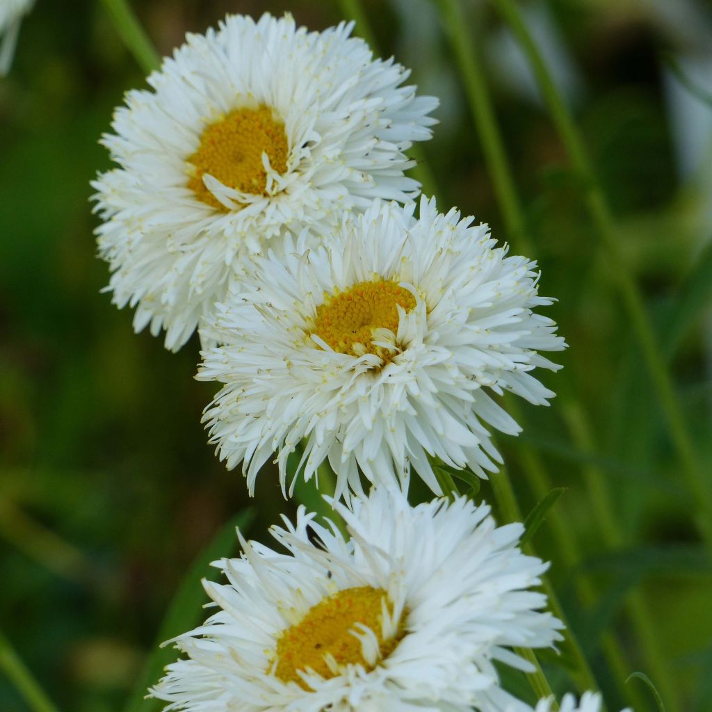 Leucanthemum superbum Shapcott Summer Clouds - Margherita