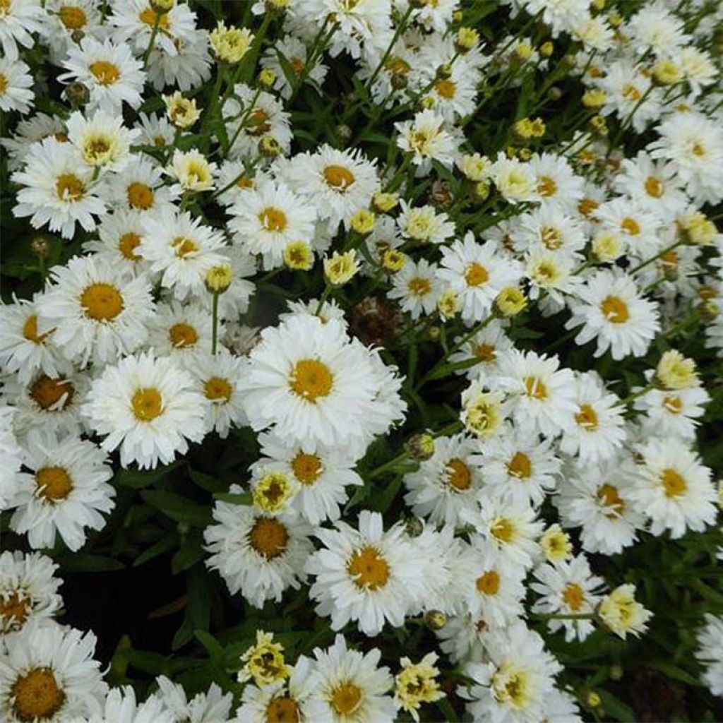 Leucanthemum superbum Freak - Margherita