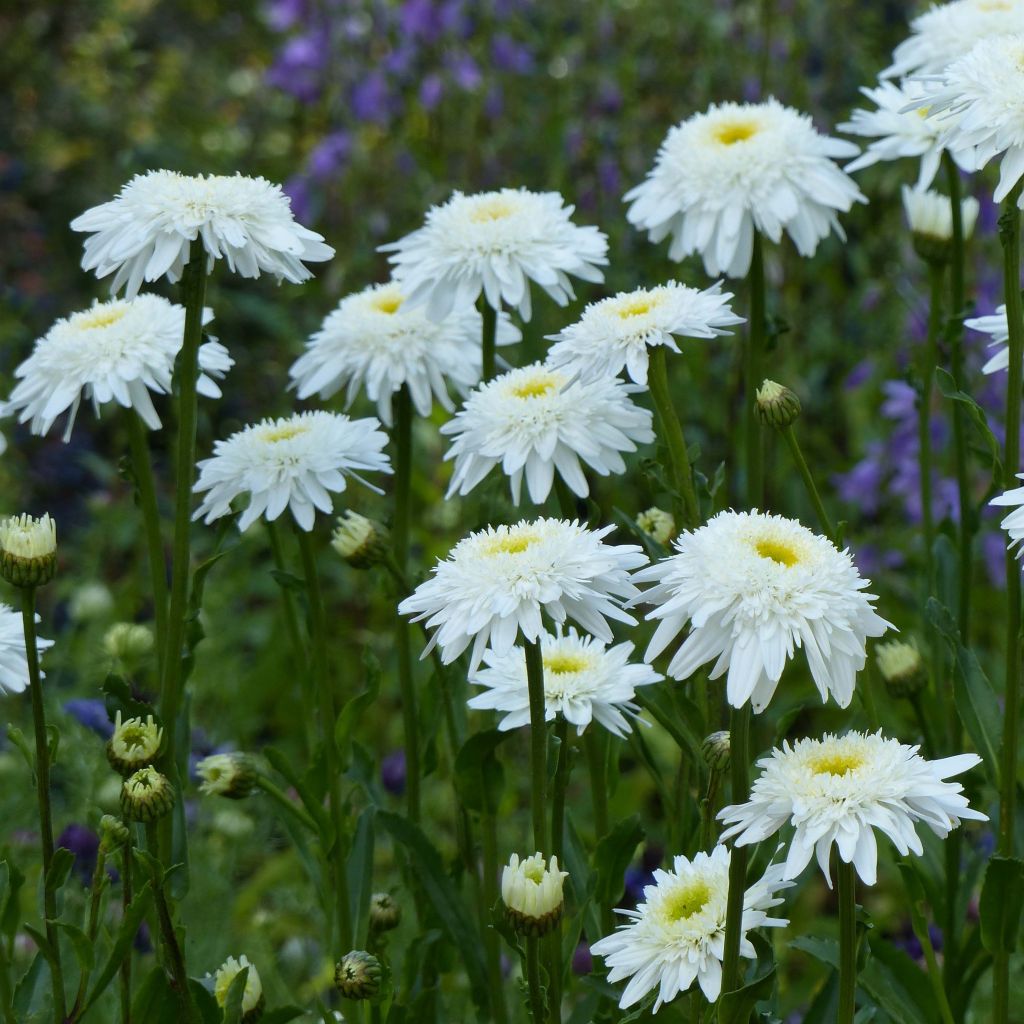 Leucanthemum superbum Wirral Supreme - Margherita