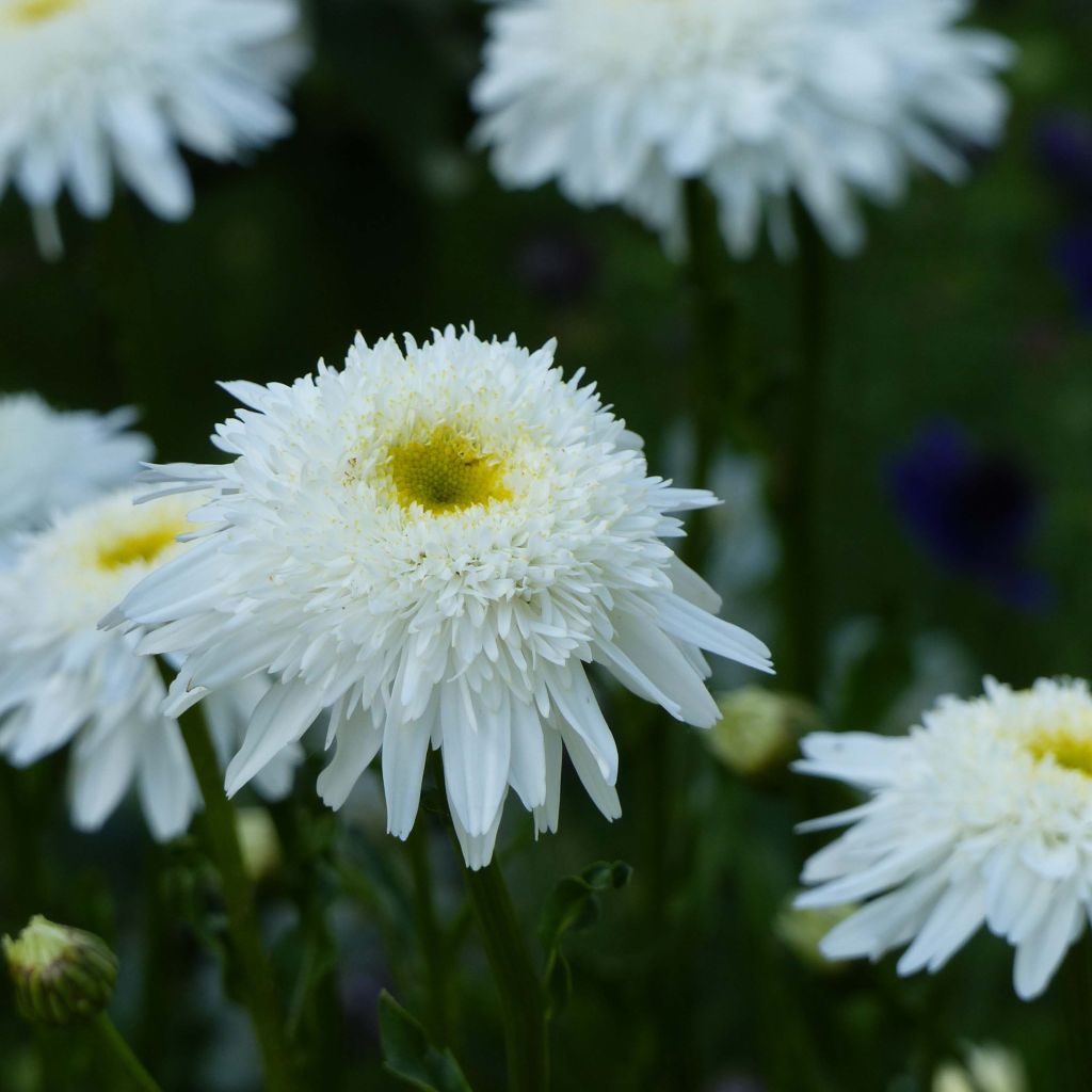 Leucanthemum superbum Wirral Supreme - Margherita