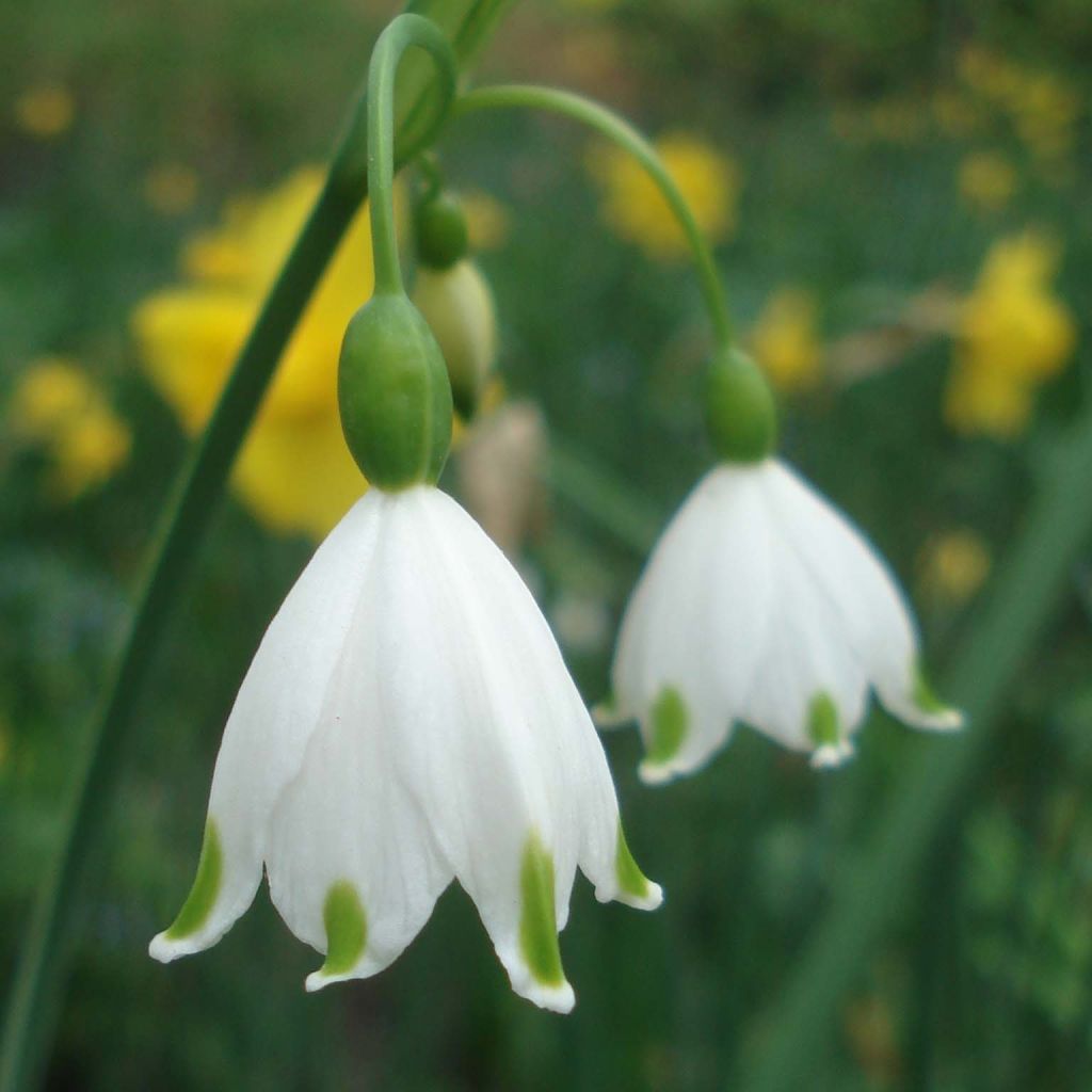 Leucojum aestivum Gravetye Giant - Campanelle maggiori