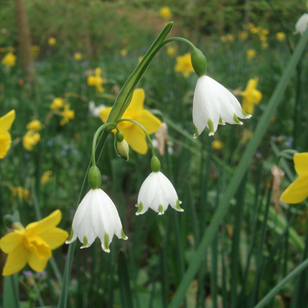 Leucojum aestivum Gravetye Giant - Campanelle maggiori