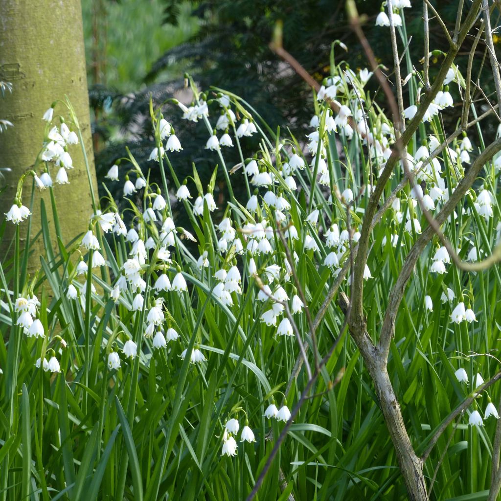 Leucojum aestivum Gravetye Giant - Campanelle maggiori