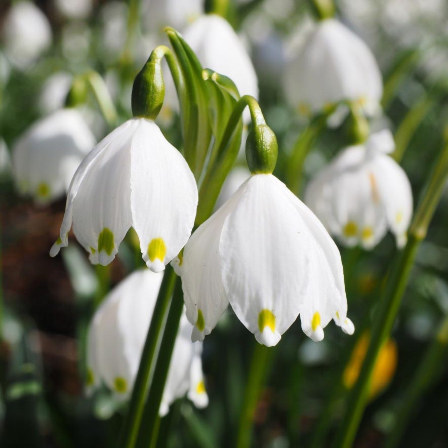 Leucojum vernum - Campanelle comuni