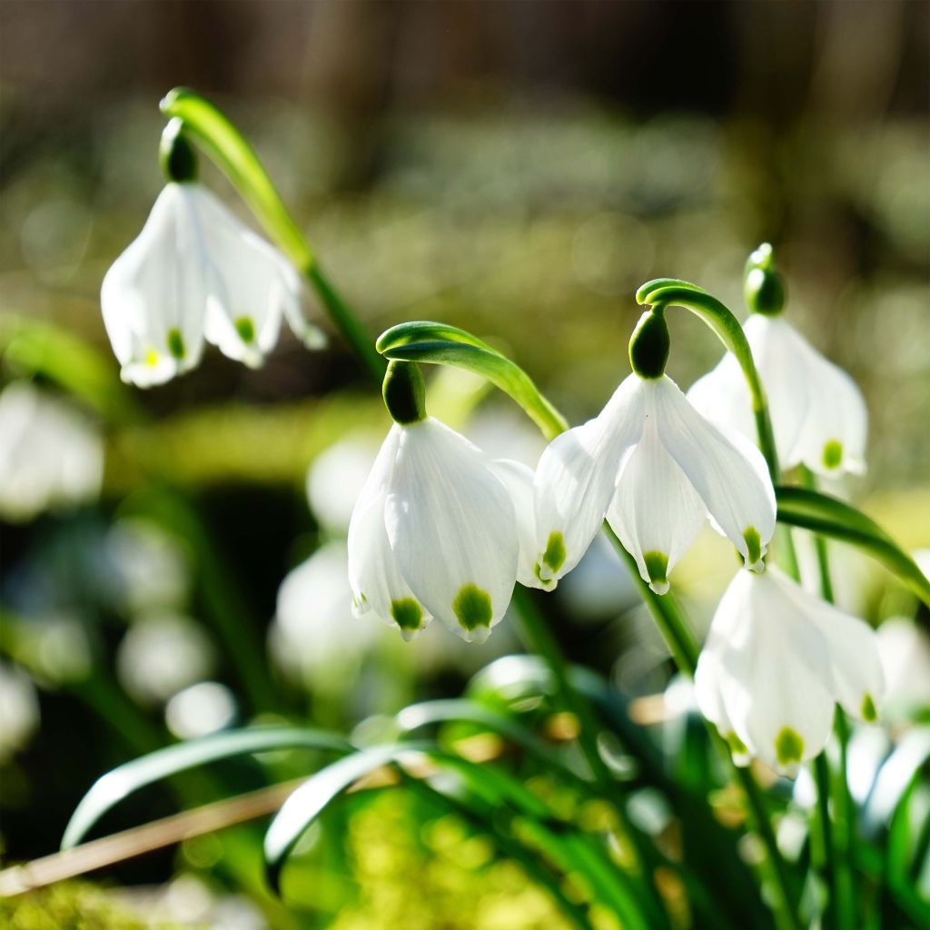 Leucojum vernum - Campanelle comuni