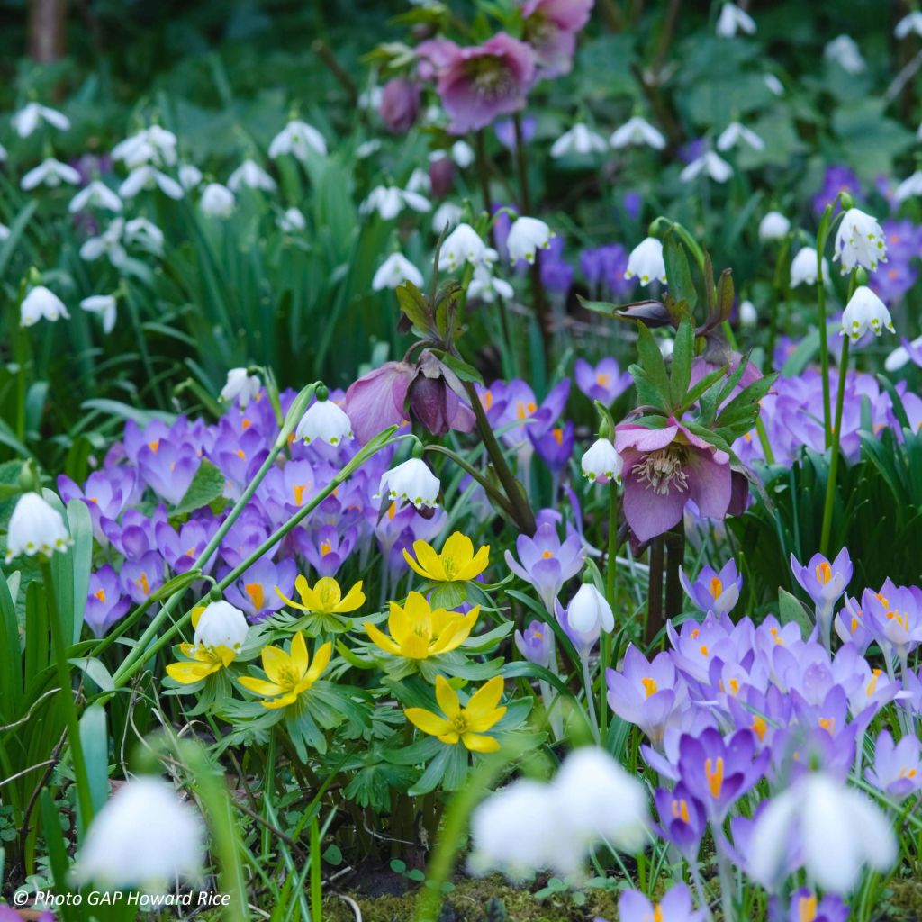 Leucojum vernum - Campanelle comuni