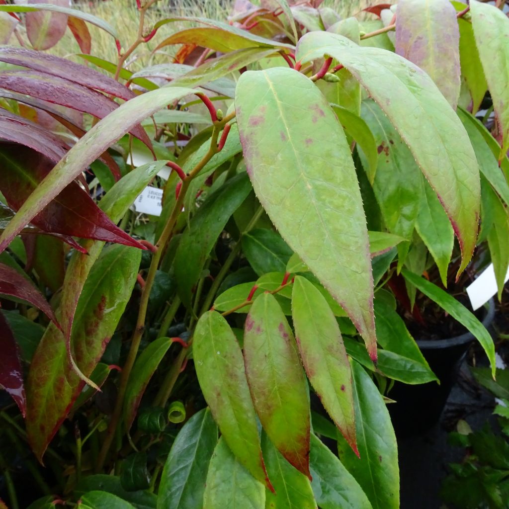 Leucothoe walteri Royal Ruby