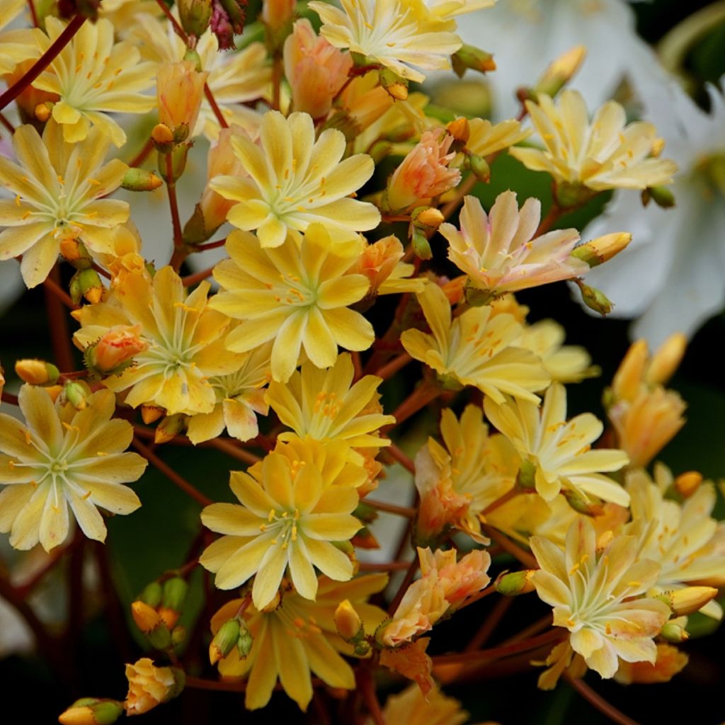 Lewisia cotyledon Elise Golden Yellow