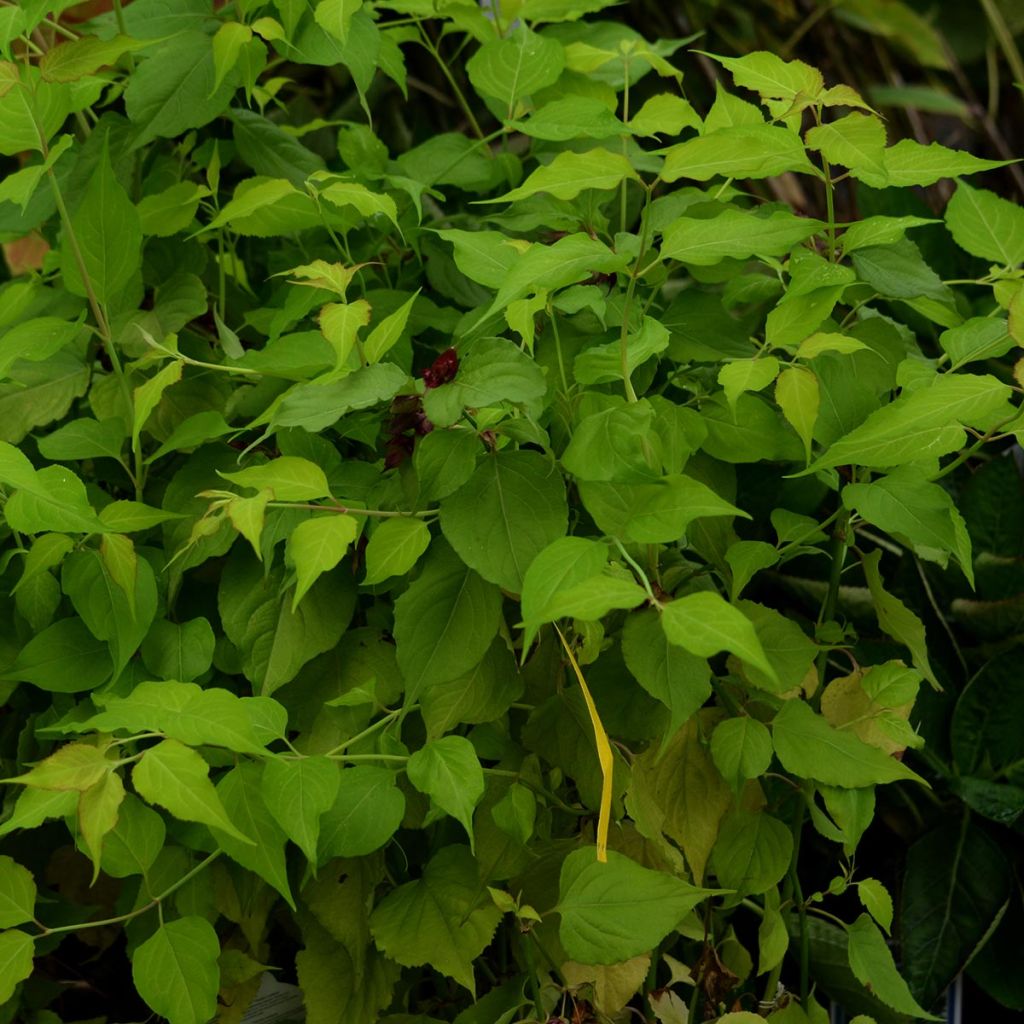 Leycesteria formosa Golden Lanterns