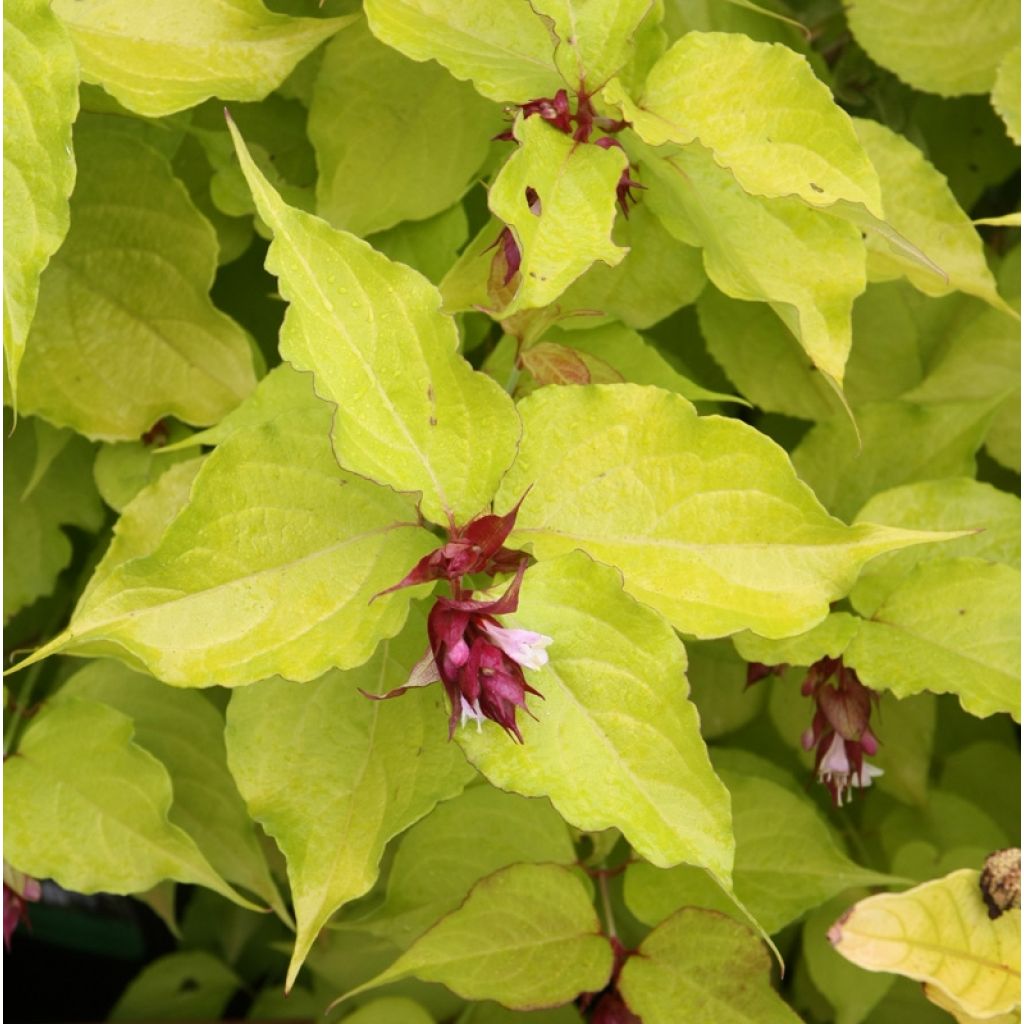 Leycesteria formosa Golden Lanterns