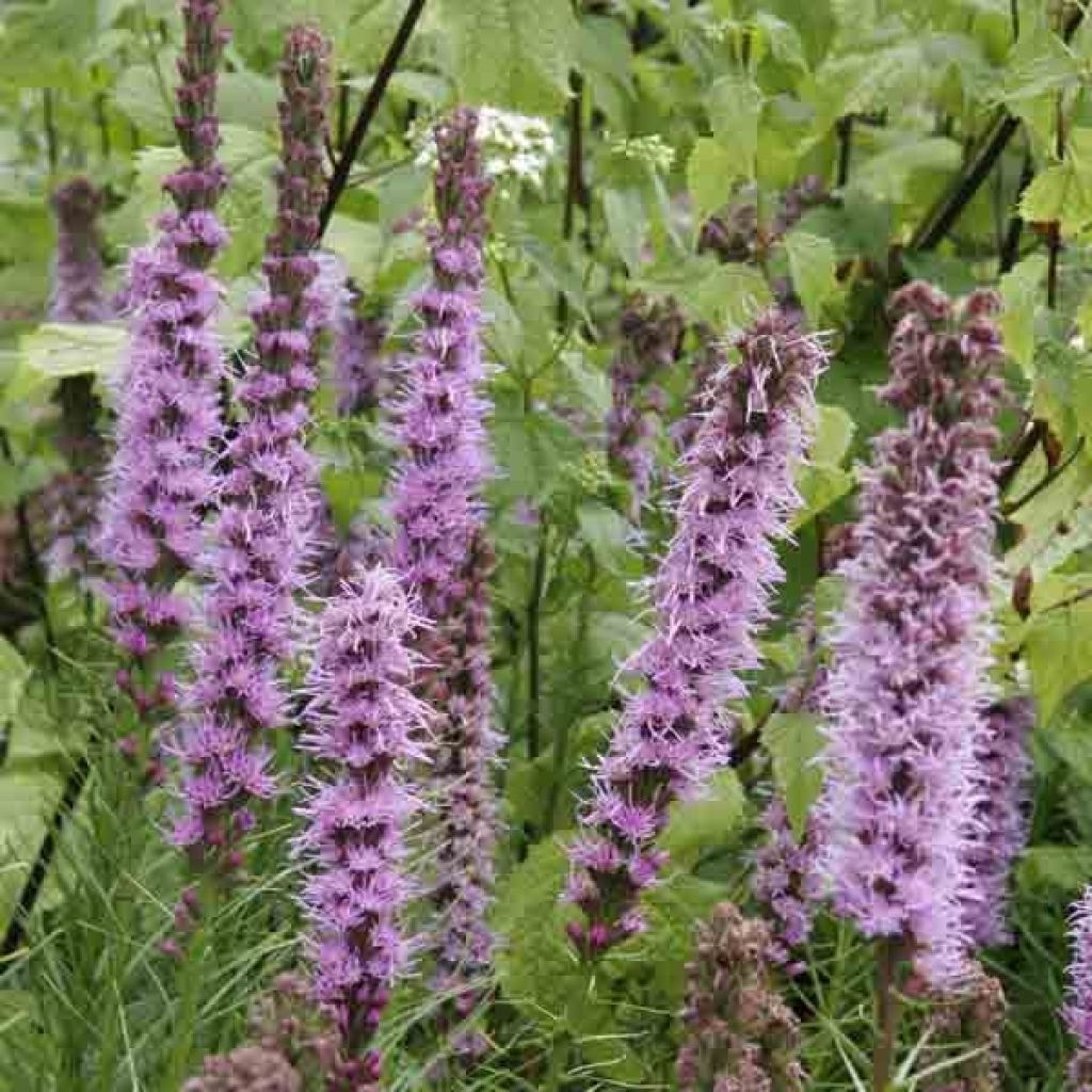 Liatris spicata - Liatride a spighe