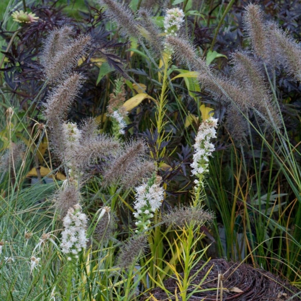 Liatris spicata Alba