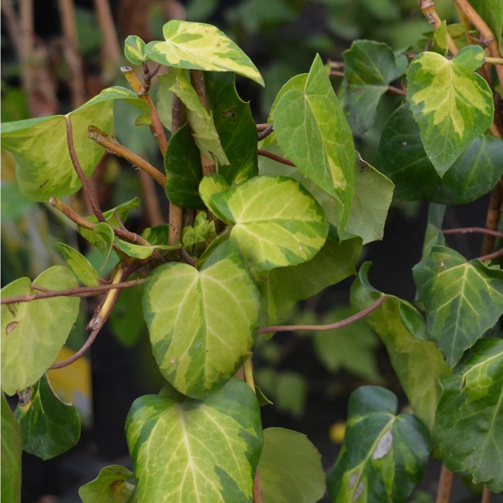 Lierre de Colchide - Hedera colchica Sulphur Heart