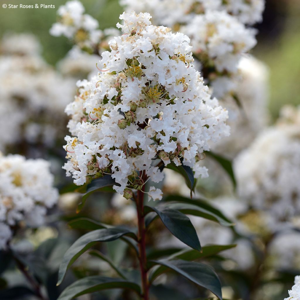 Lagerstroemia Enduring White - Mirto crespo