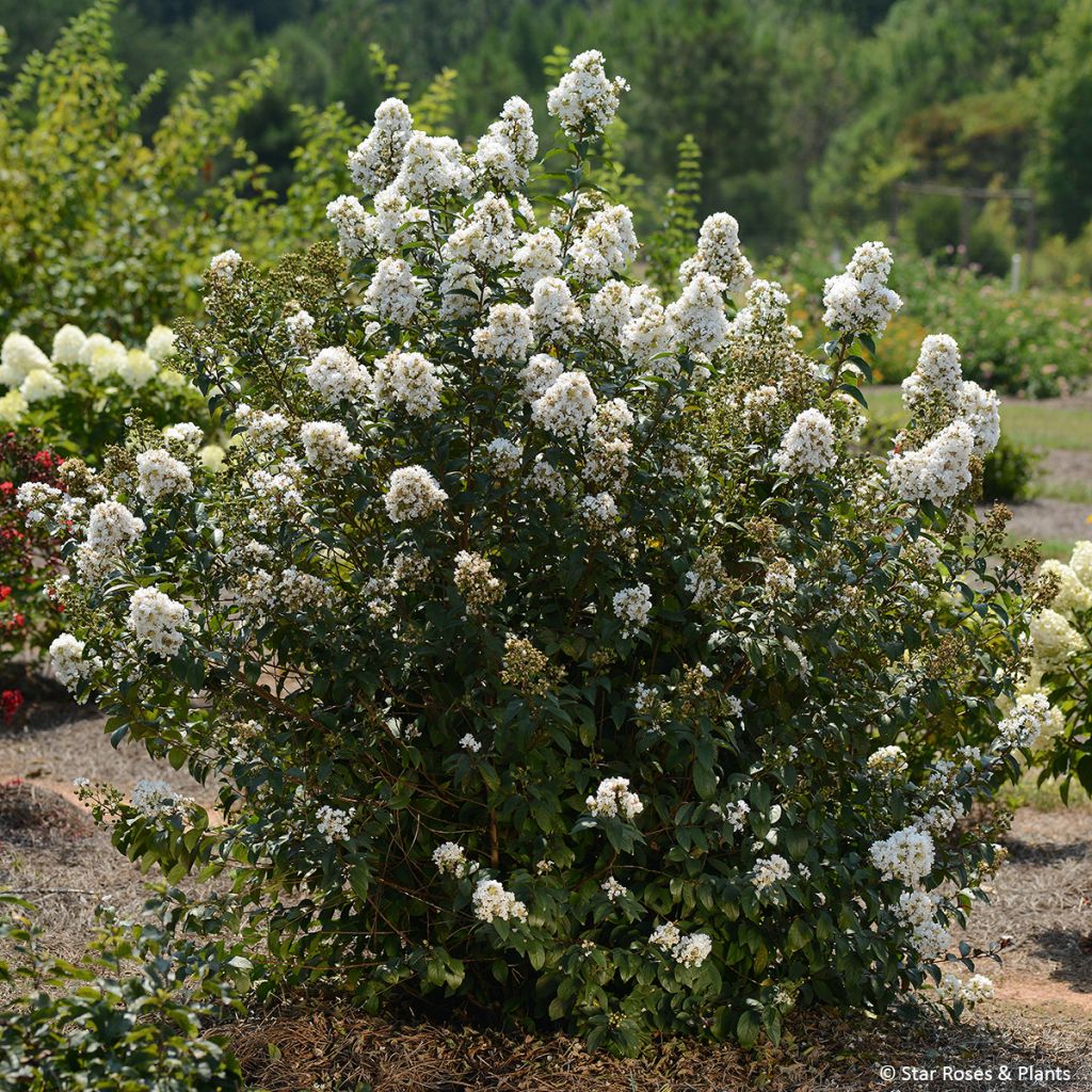 Lagerstroemia Enduring White - Mirto crespo