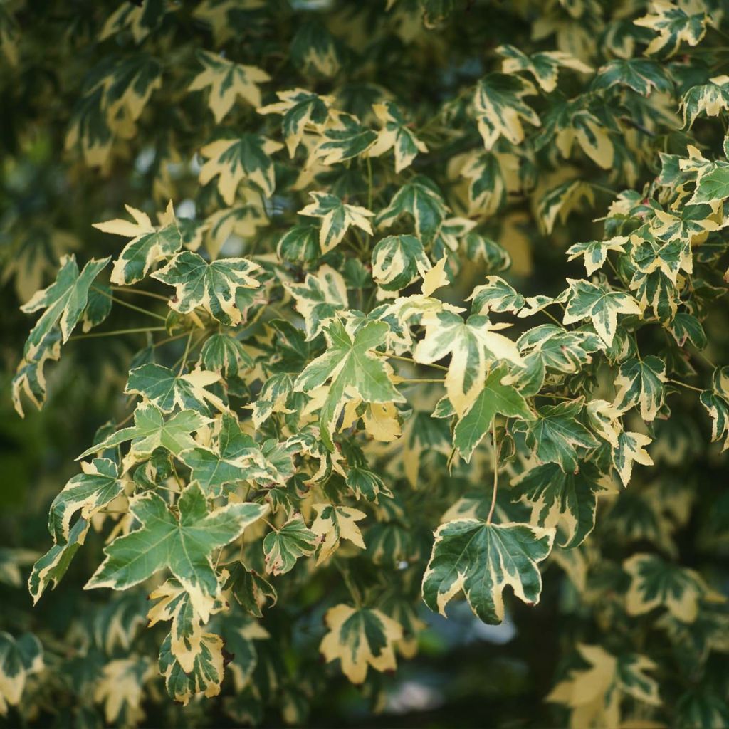 Liquidambar styraciflua Albomarginata Manon - Storace americano