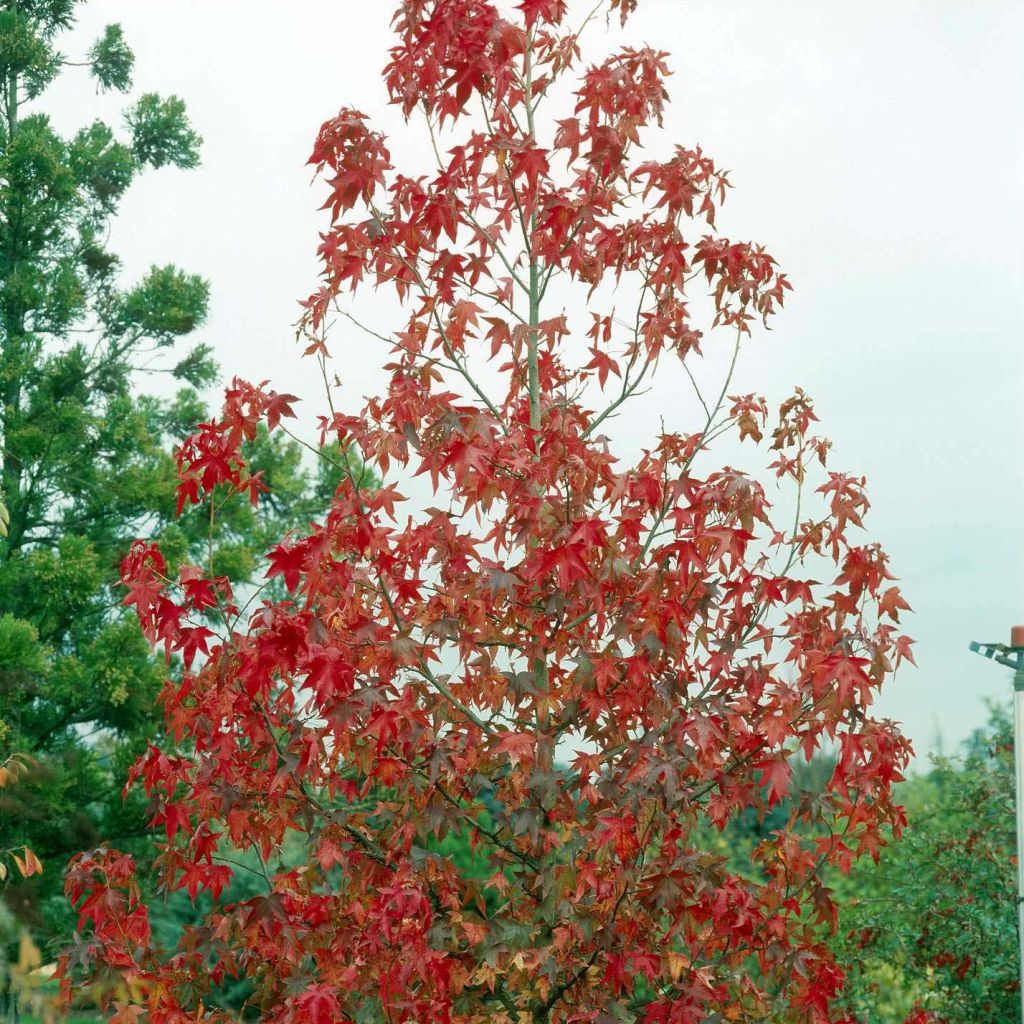 Liquidambar styraciflua Albomarginata Manon - Storace americano