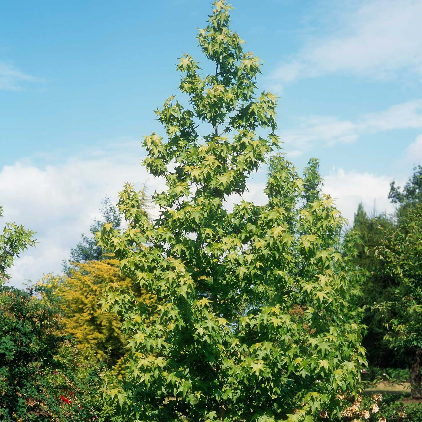 Liquidambar styraciflua Thea - Storace americano