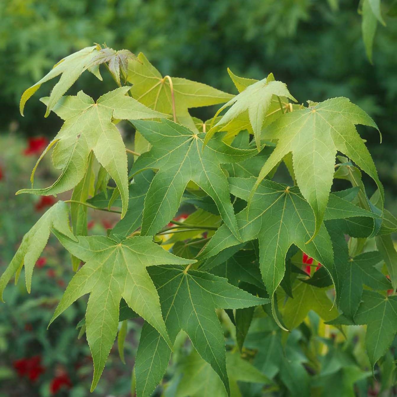 Liquidambar styraciflua Thea - Storace americano