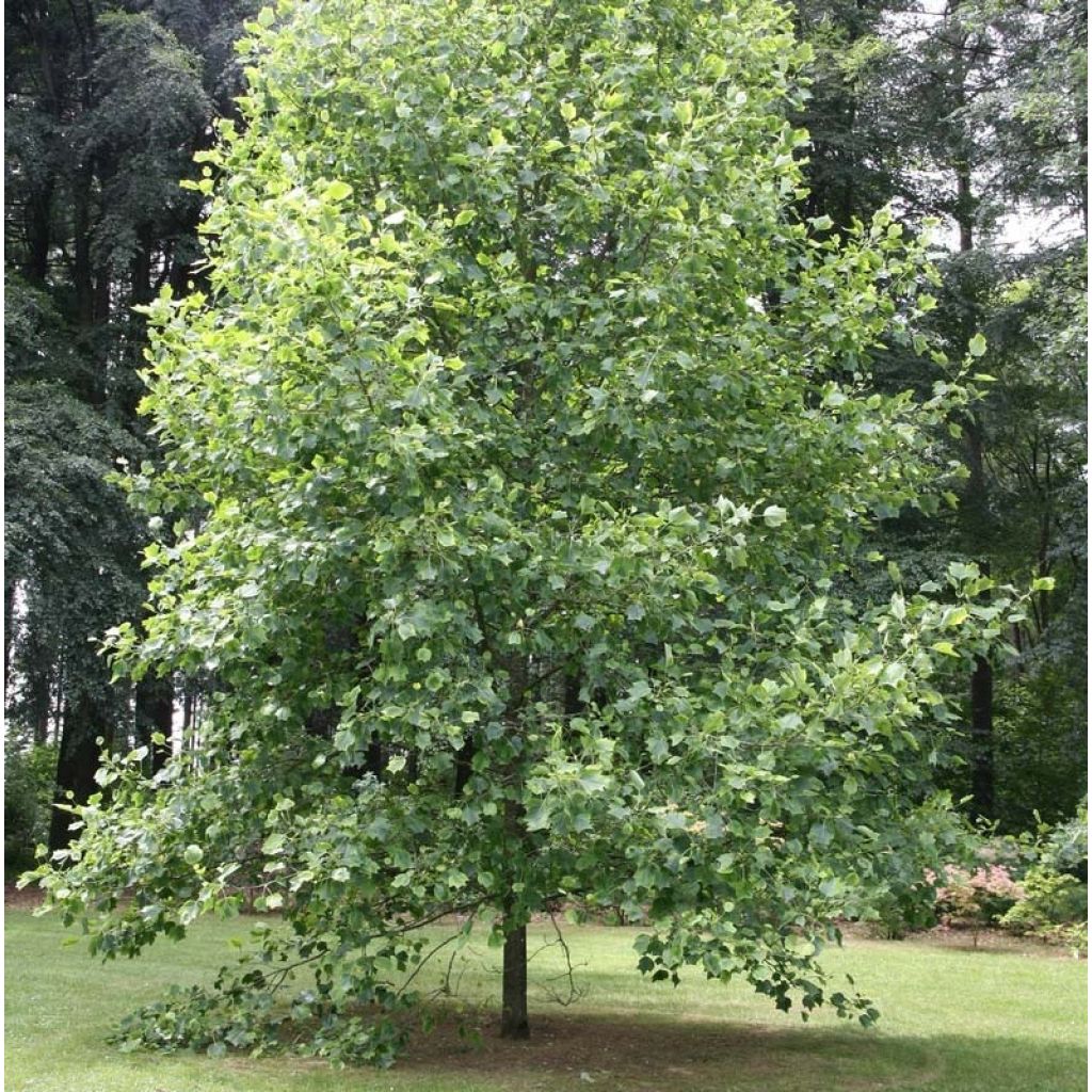 Liriodendron tulipifera Aureomarginatum - Liriodendro