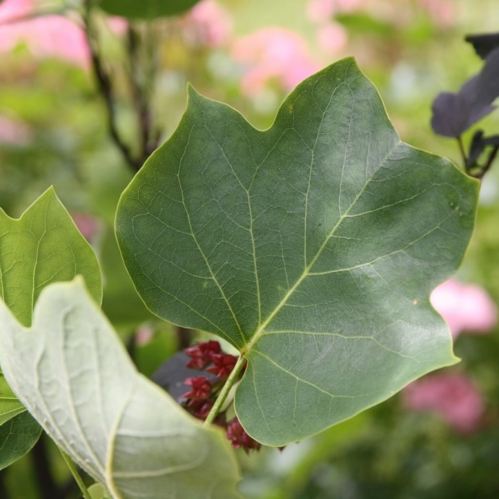 Liriodendron tulipifera Fastigiata - Liriodendro