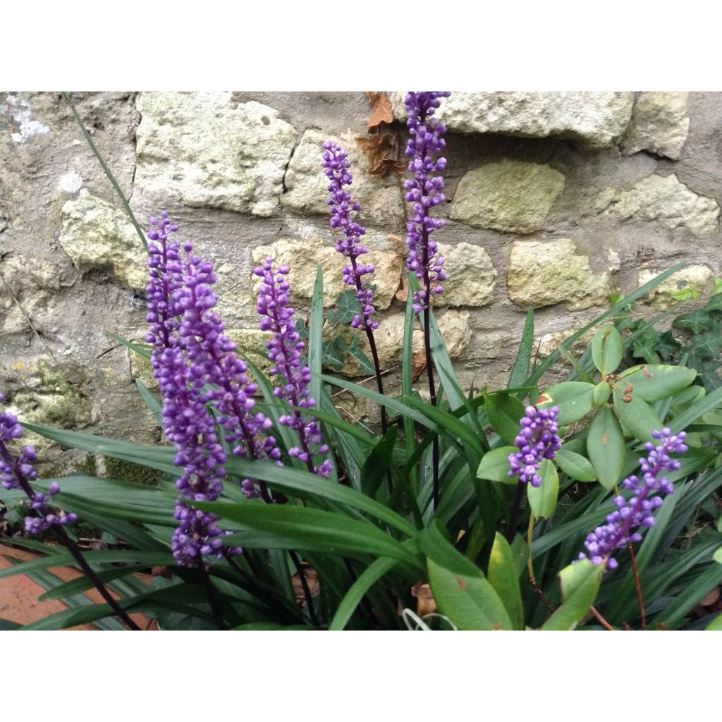 Liriope muscari