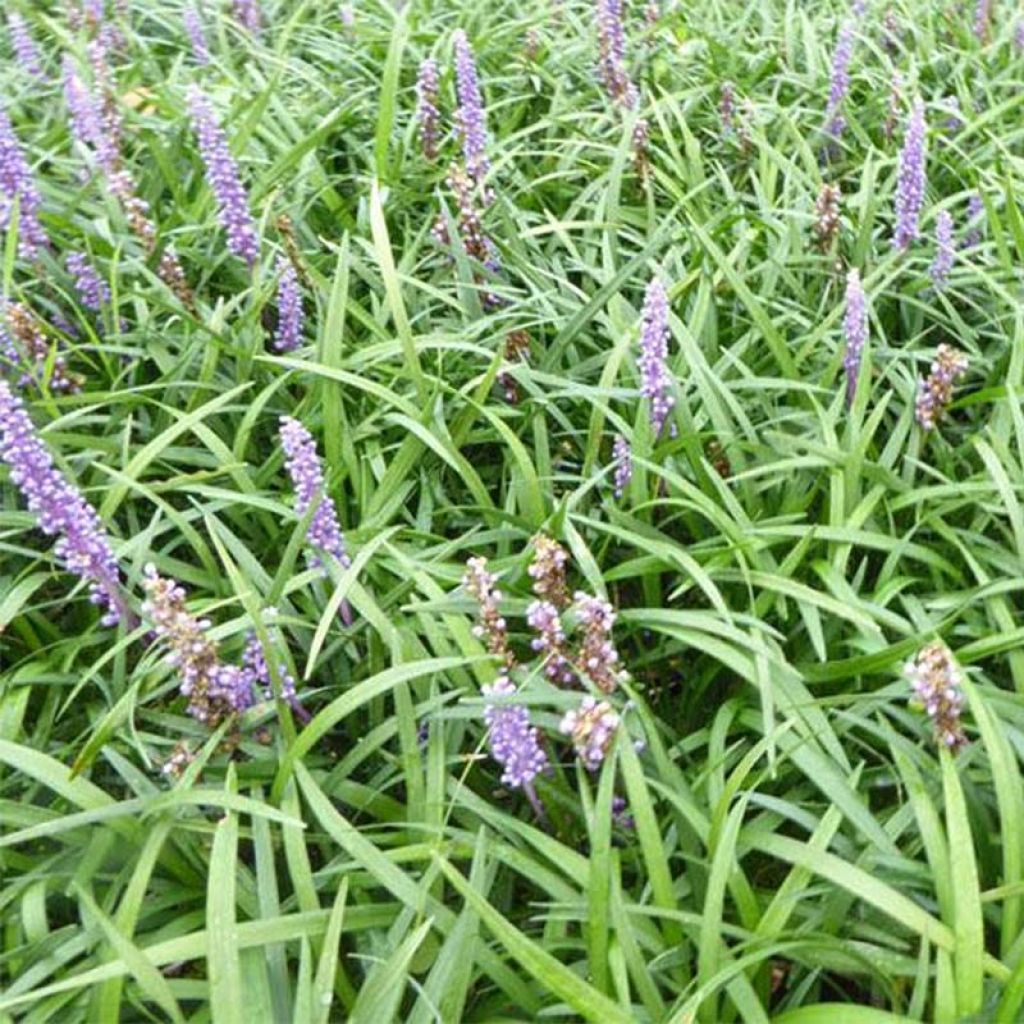 Liriope muscari Lilac Wonder