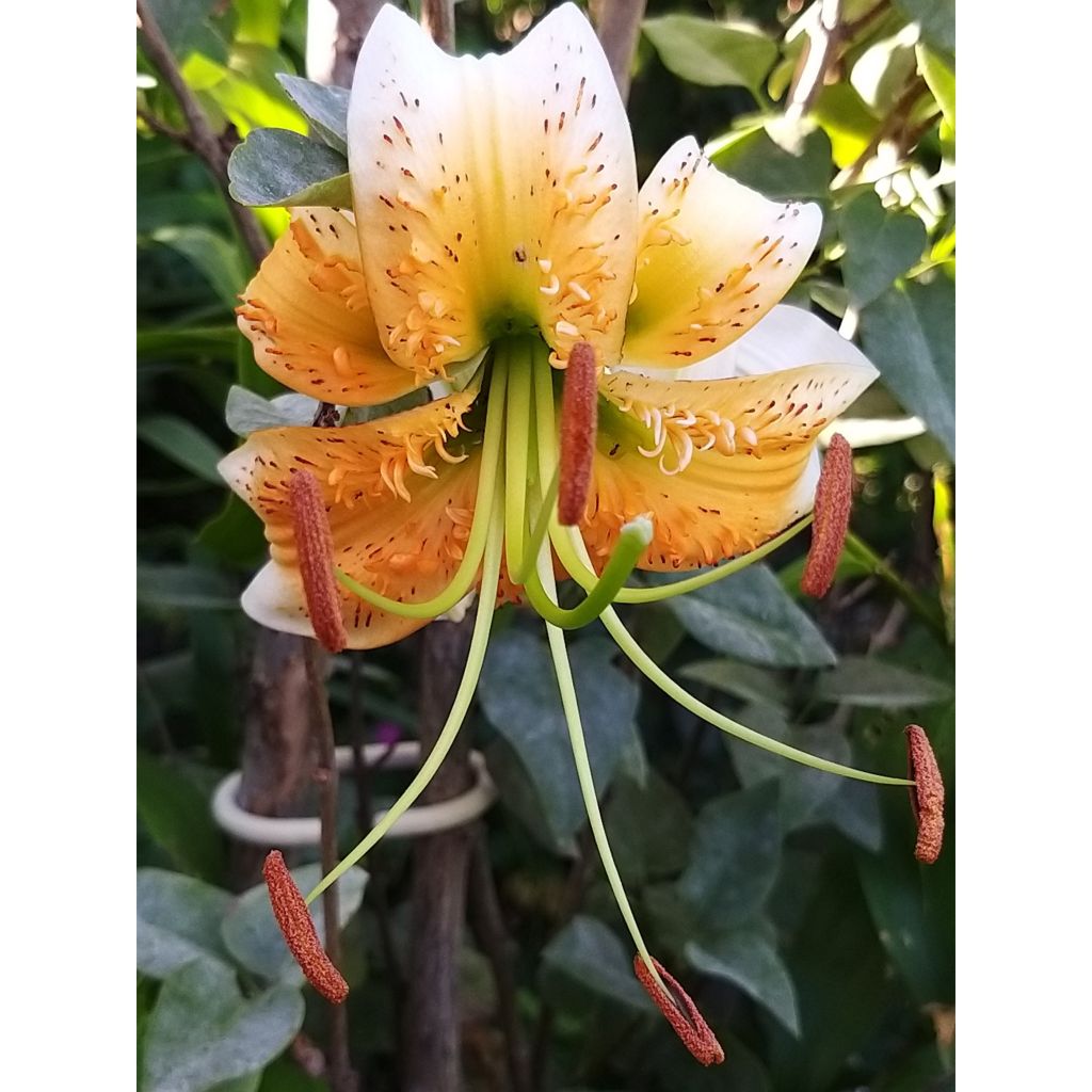 Lilium henryi - Giglio